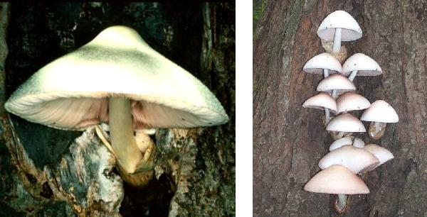 Volvariella bombycina