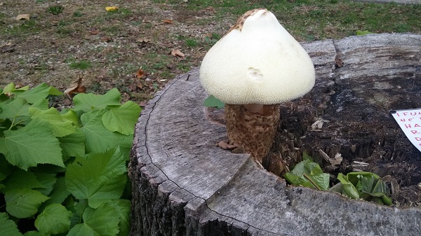 Volvariella bombycina