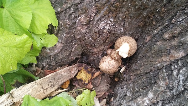 Volvariella bombycina