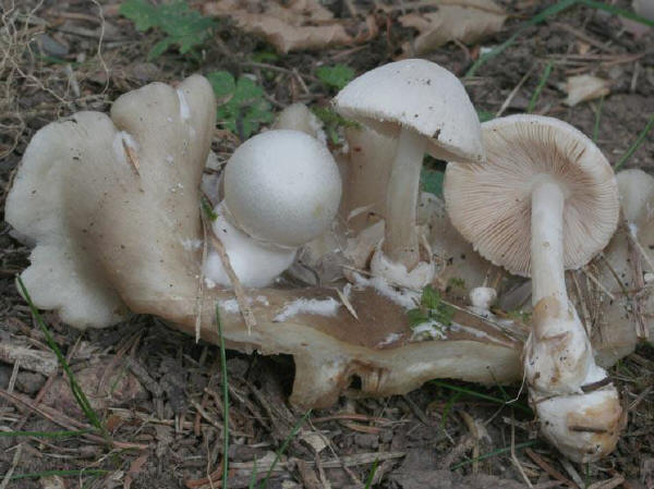 Volvariella surrecta