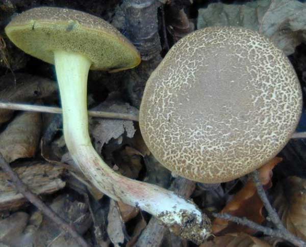 Xerocomus porosporus Imler