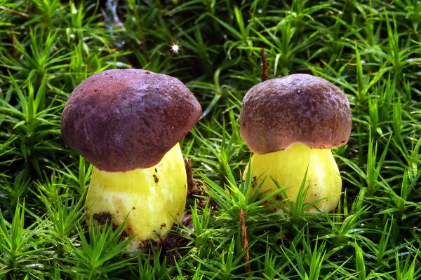 Boletus pruinatus Fries & Hök