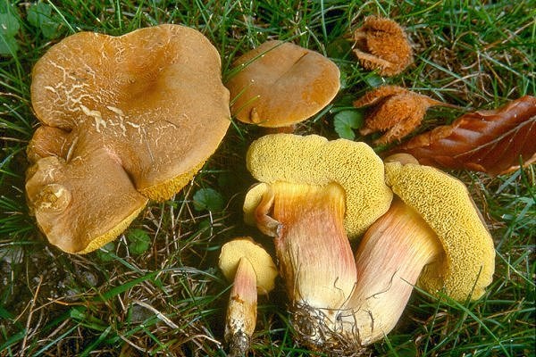 Xerocomus rubellus