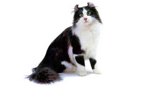 Gatto American Curl Longhair