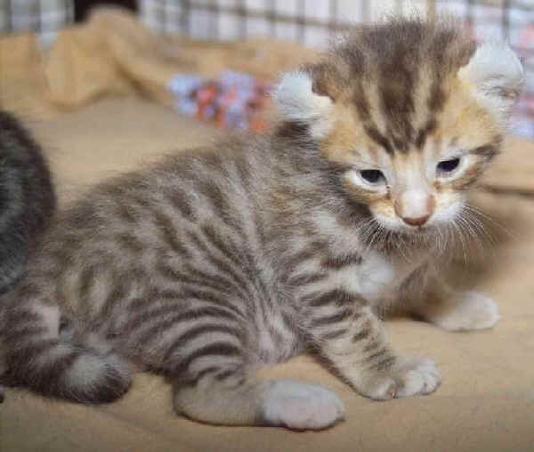 Gatto American Curl Shorthair