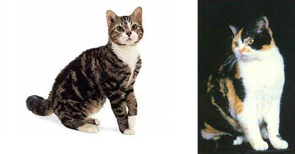 Gatto American Wirehair