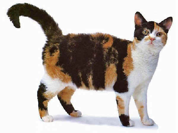 Gatto American Wirehair