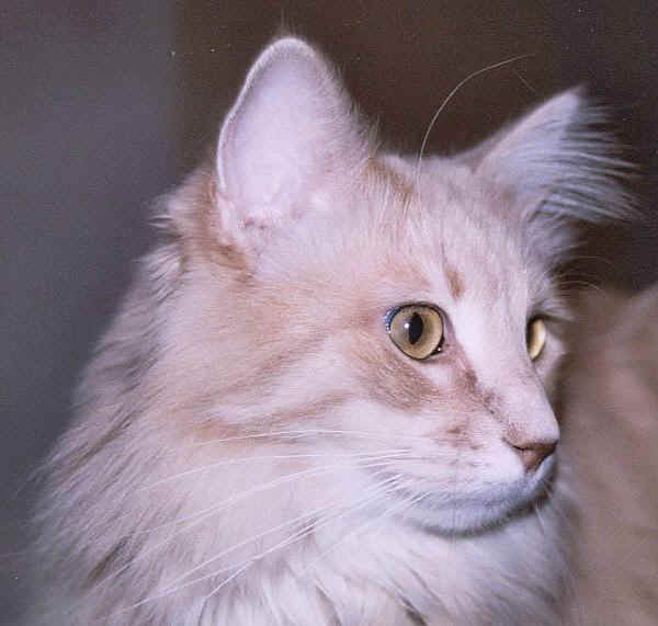 Gatto Angora Turco