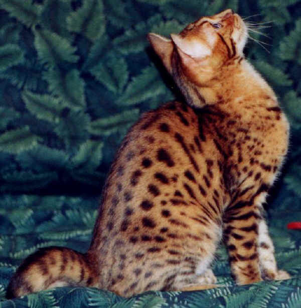 Gatto Bengala