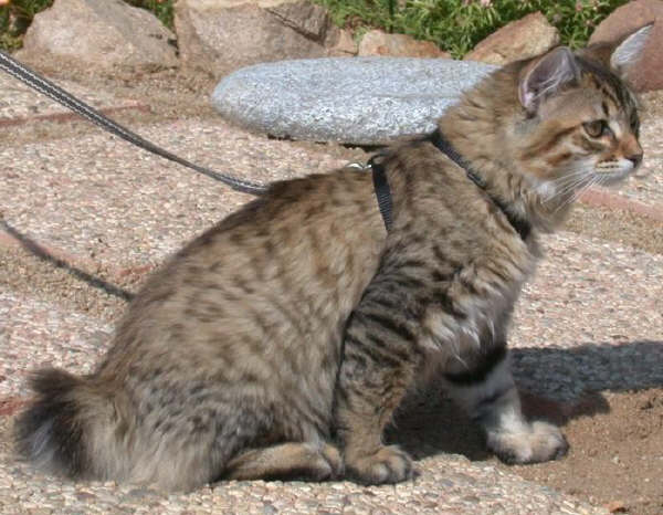 Bobtail Americano a pelo semilungo