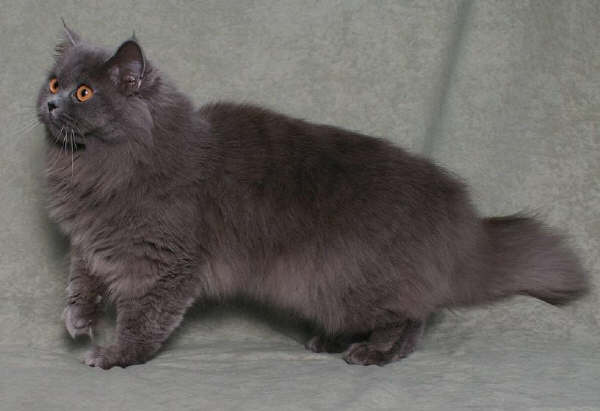 Gatto British Longhair