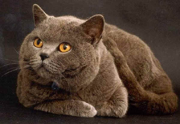 Gatto British Shorthair - Inglese a pelo corto