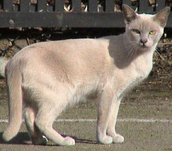 Gatto Burmese