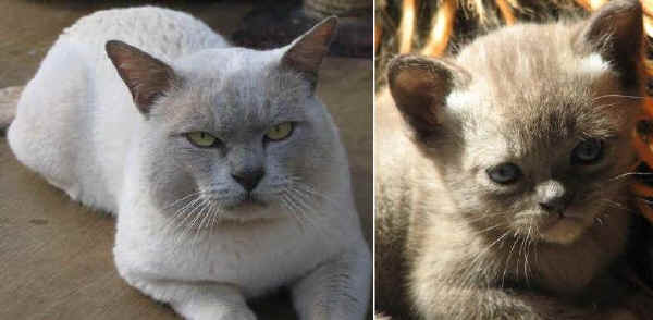 Gatto Burmese