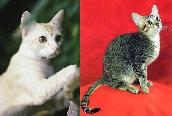 Gatto di Ceylon