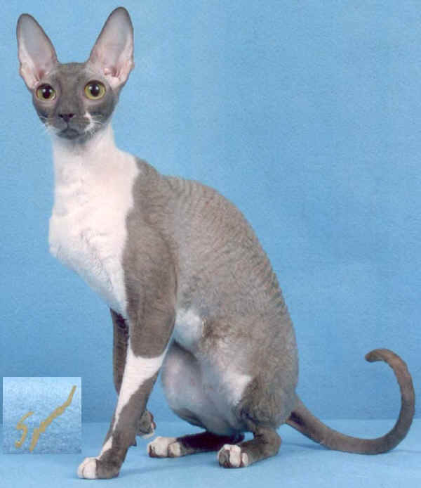 Gatto Cornish Rex