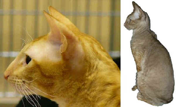 Gatto Cornish Rex