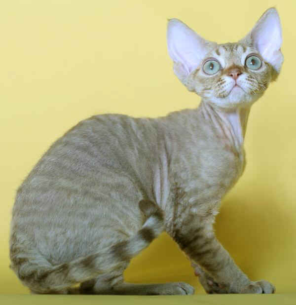 Gatto Devon Rex