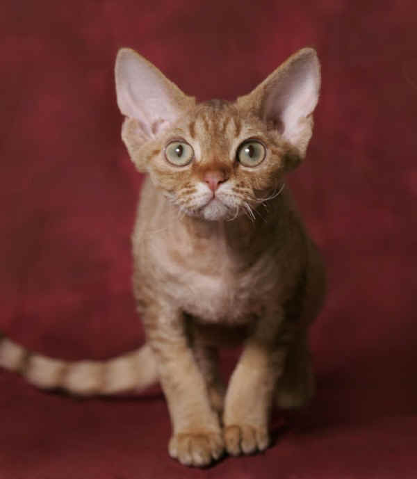 Gatto Devon Rex