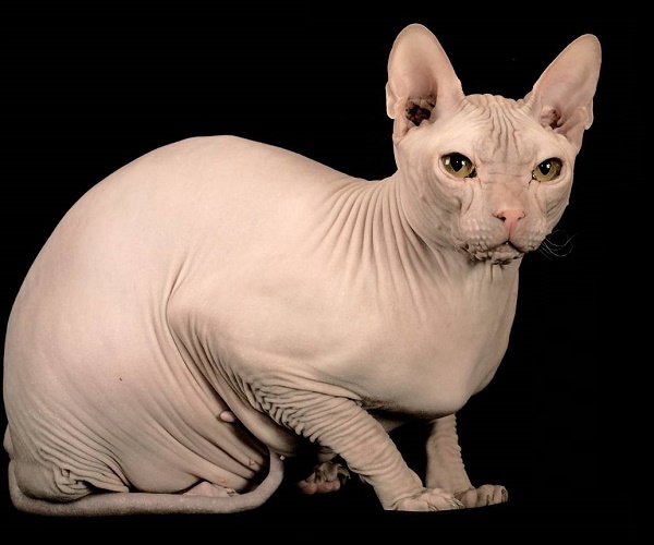 Don Sphynx