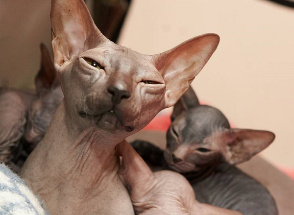 Don Sphynx