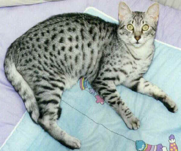 Gatto Egyptian Mau