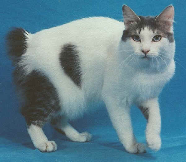 Gatto Japanese Bobtail a pelo lungo