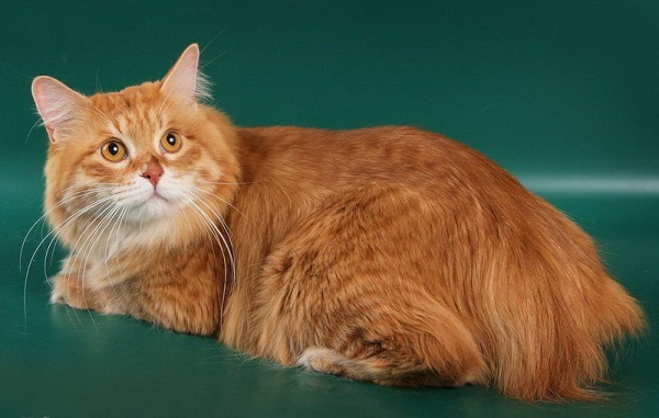 Kurilian Bobtail