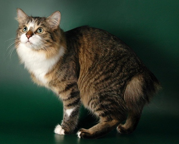 Kurilian Bobtail