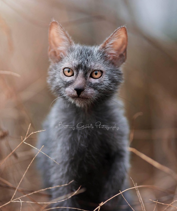 Lykoi