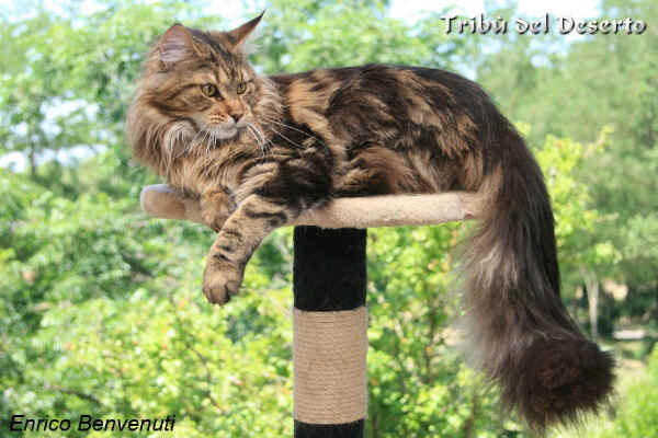 Gatto Maine Coon