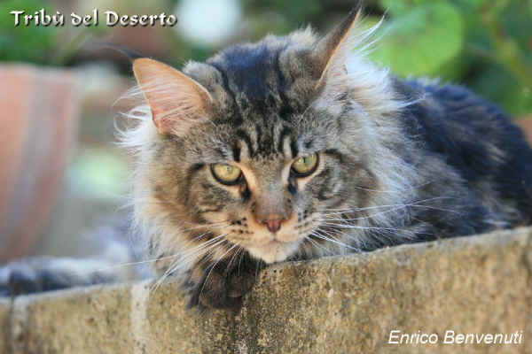 Gatto Maine Coon