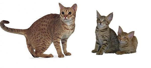 Gatto Ocicat