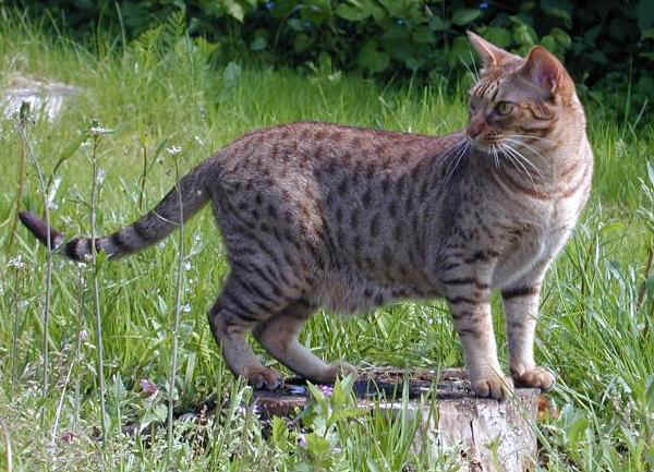 Gatto Ocicat