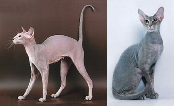 Gatto Peterbald