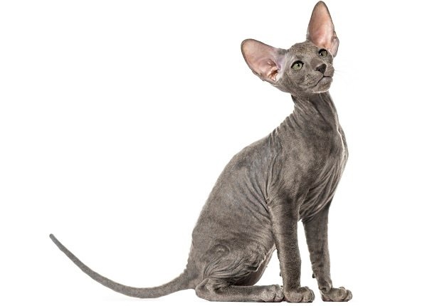 Gatto Peterbald