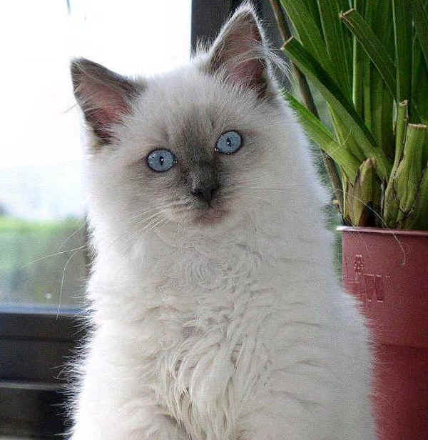 Gatto Ragdoll