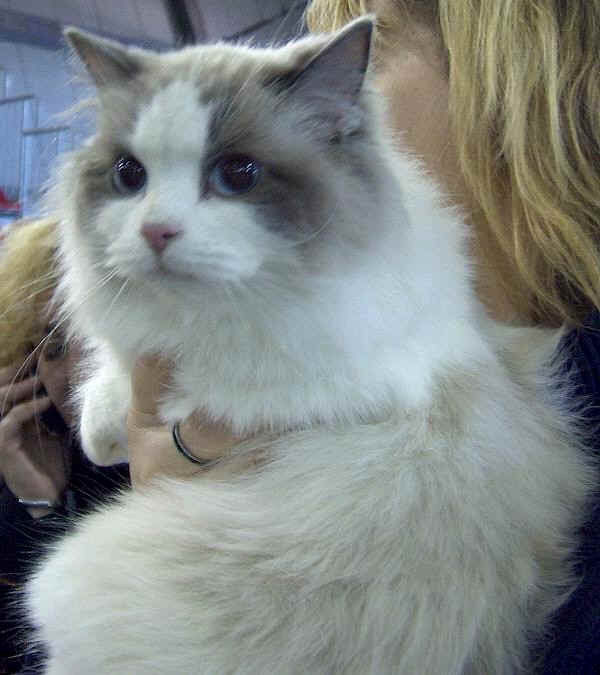 Gatto Ragdoll