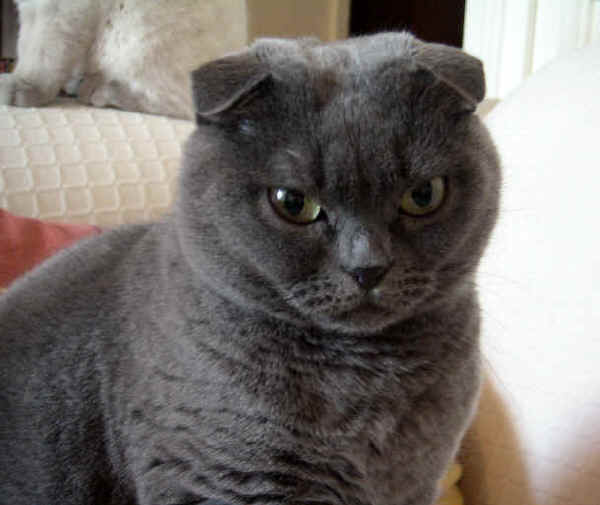 Gatto Scottish Fold