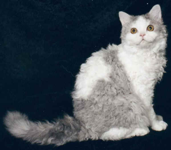 Gatto Selkirk Rex Longhair