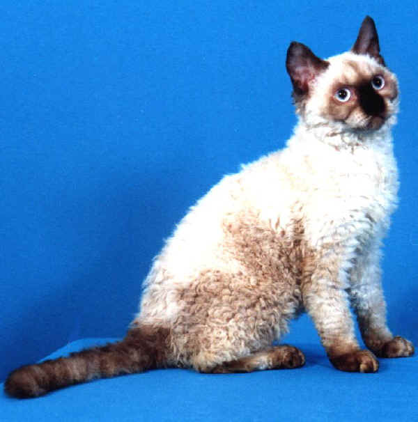 Gatto Selkirk Rex Shorthair 