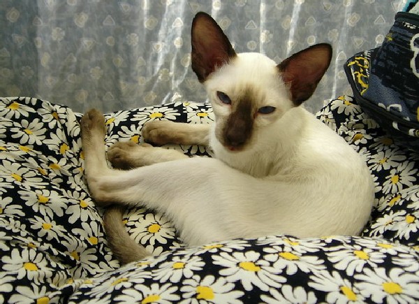 Gatto Siamese