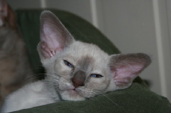 Gatto Siamese