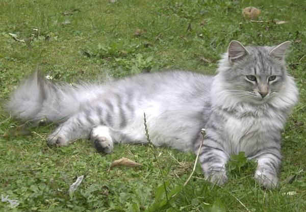 Gatto Siberiano delle foreste