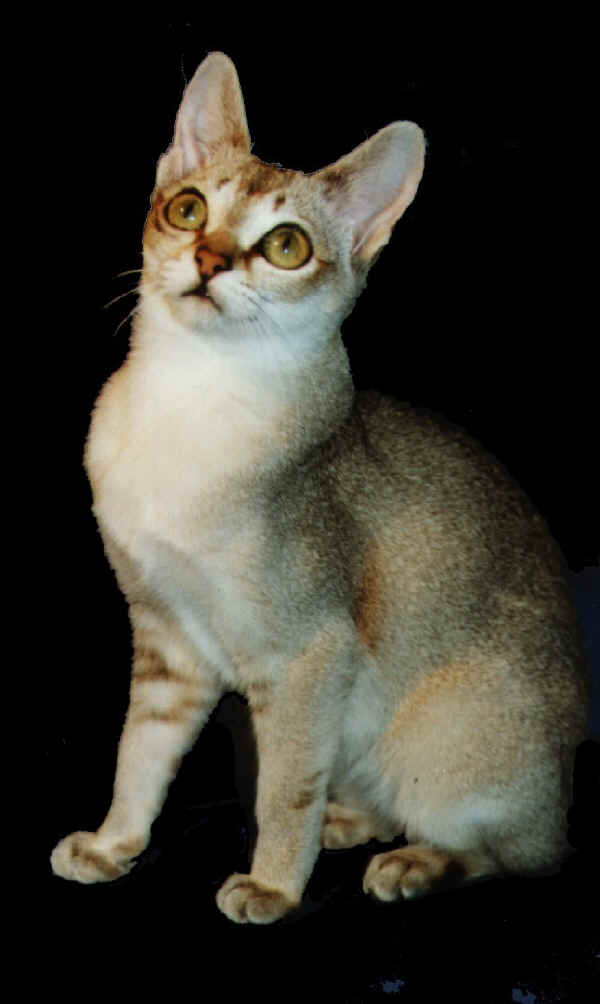 Gatto Singapura