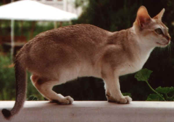 Gatto Singapura