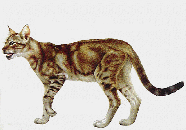 Gatto Sokoke