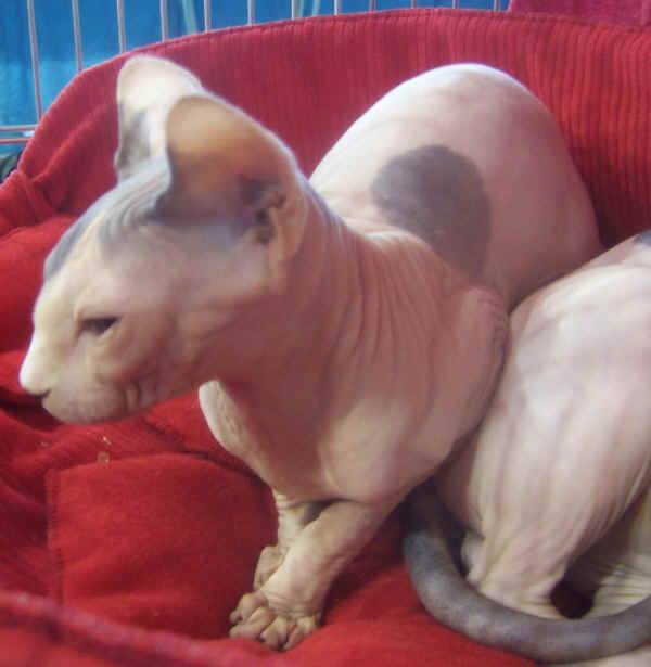 Gatto Sphinx