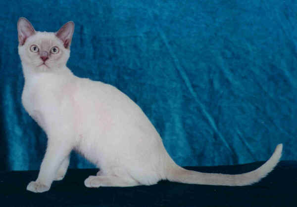 Gatto Tonkinese