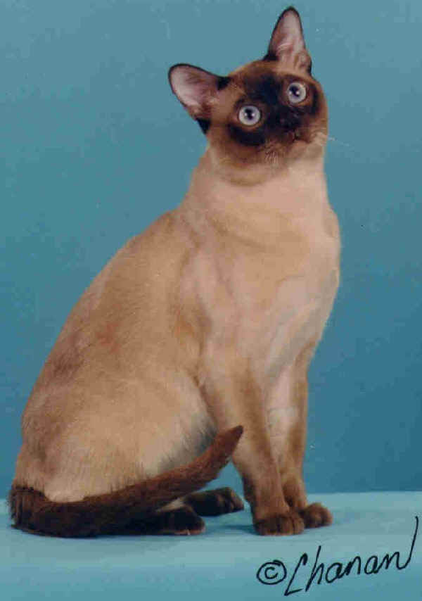 Gatto Tonkinese